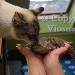 Forrest Viosna*PL