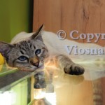 Forrest Viosna*PL