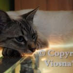 Forrest Viosna*PL