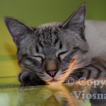Forrest Viosna*PL