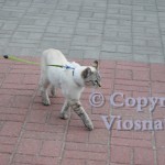 Forrest Viosna*PL