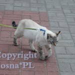 Forrest Viosna*PL