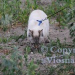 Forrest Viosna*PL