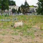 Forrest Viosna*PL