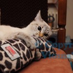 Helenka Viosna*PL