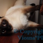 Elmirka Viosna*PL