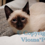Jey Viosna*PL