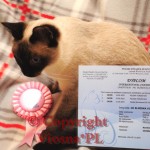 International Champion Elmirka Viosna*PL