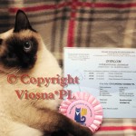 International Champion Elmirka Viosna*PL