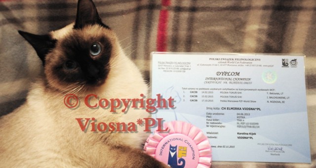 International Champion Elmirka Viosna*PL