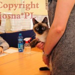 Elmirka Viosna*PL podczas oceny na wystawie
