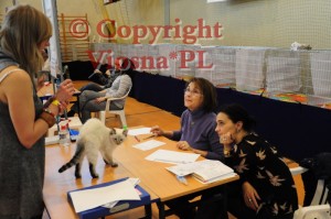 Julian Viosna*PL podczas oceny