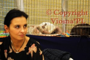 Julian Viosna*PL czekając na BIS