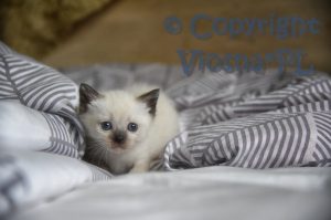 Uno Viosna*PL