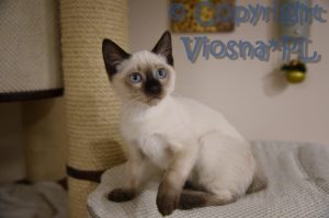 Uno Viosna*PL