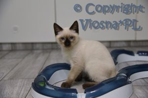 Uno Viosna*PL