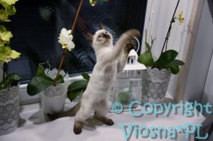 Uno Viosna*PL