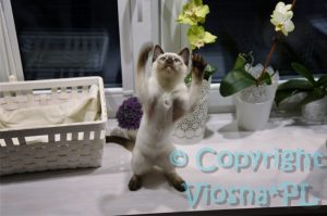 Uno Viosna*PL