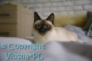 Elmirka Viosna*PL