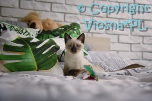 Uno Viosna*PL