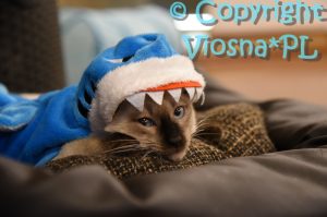 Uno Viosna*PL