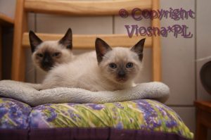 Zbyszek Viosna*PL