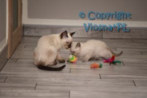 Wally Viosna*PL i Zuzia Viosna*PL