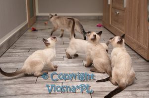 Miot W Viosna*PL