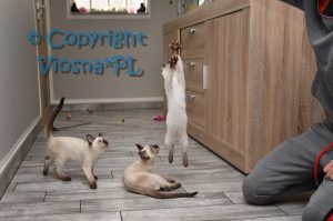 Waya Viosna*PL