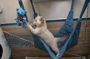 Zosia Viosna*PL