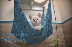 Zosia Viosna*PL