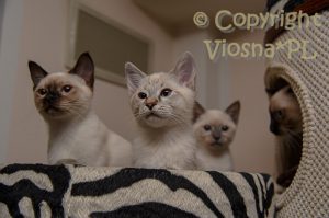 Zosia Viosna*PL