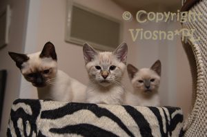 Zosia Viosna*PL