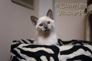 Zuzia Viosna*PL