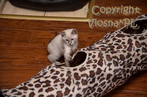 Zosia Viosna*PL