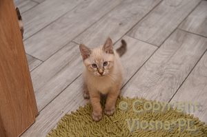 Zosia Viosna*PL