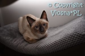 Zbyszek Viosna*PL