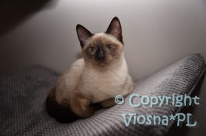 Zbyszek Viosna*PL