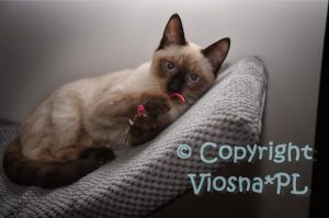 Zbyszek Viosna*PL