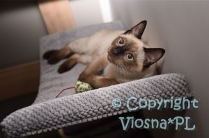 Zbyszek Viosna*PL