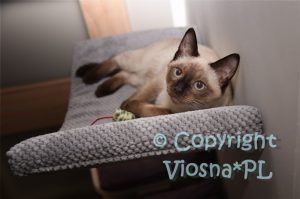 Zbyszek Viosna*PL