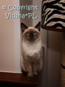 Zbyszek Viosna*PL