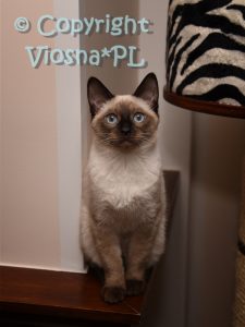 Zbyszek Viosna*PL