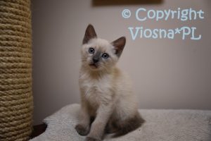 Aston Viosna*PL