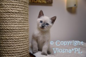 Aston Viosna*PL