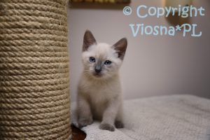 Aston Viosna*PL