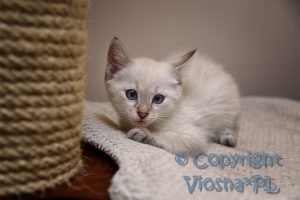 Amon Viosna*PL
