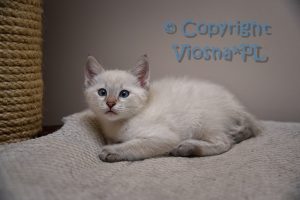 Amon Viosna*PL