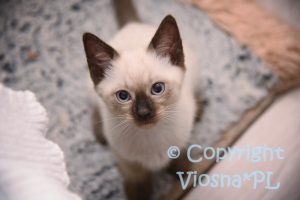 Arnie Viosna*PL