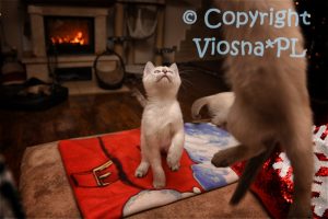 Amon Viosna*PL